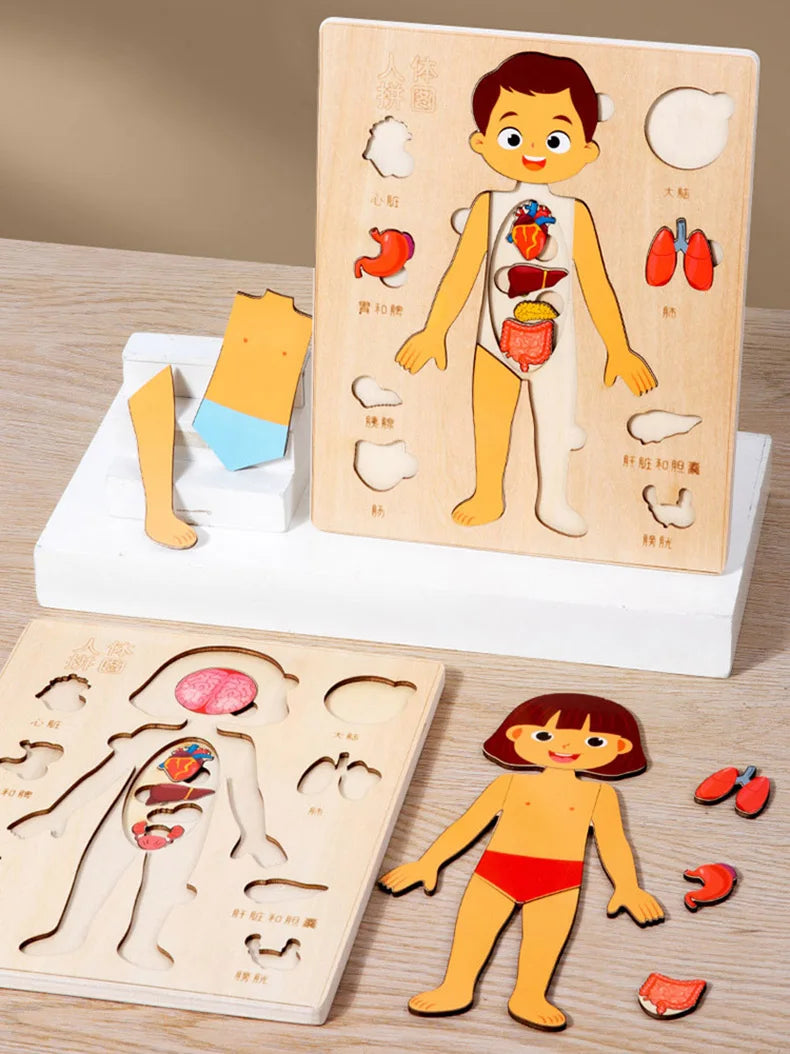 Montessori-Körperpuzzle
